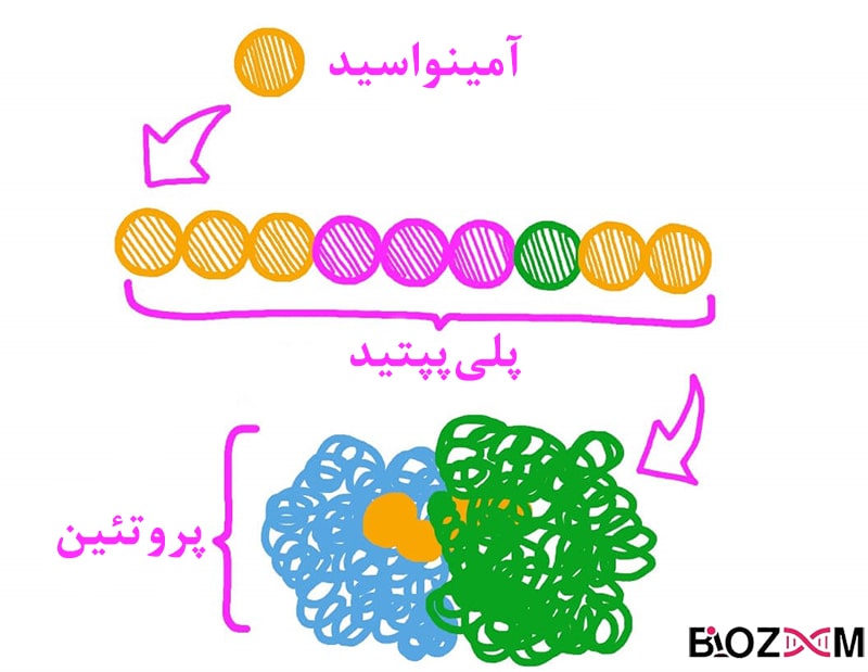 پروتئین چیست به زبان ساده مجله بیوزوم