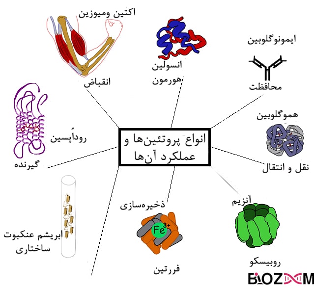 Structural and functional types of protein انواع پروتئین ها و عملکرد آن ها