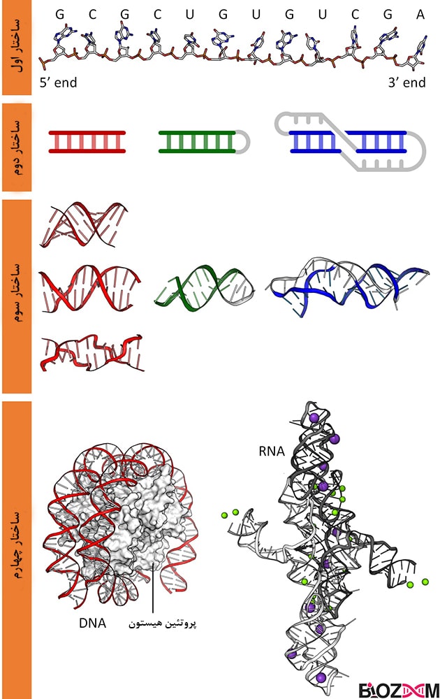Structures of nucleic acid نوکلئیک اسیدها نیز همانند پروتئینها دارای 4 ساختار کلی هستند که در تصویر بالا مشاهده میکنید