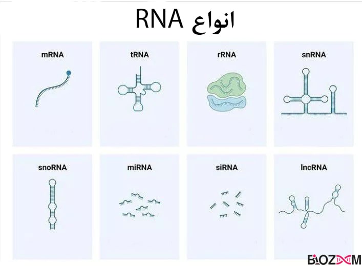 Types of RNA