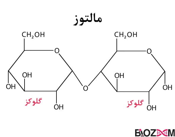 ساختار شیمیایی مالتوز