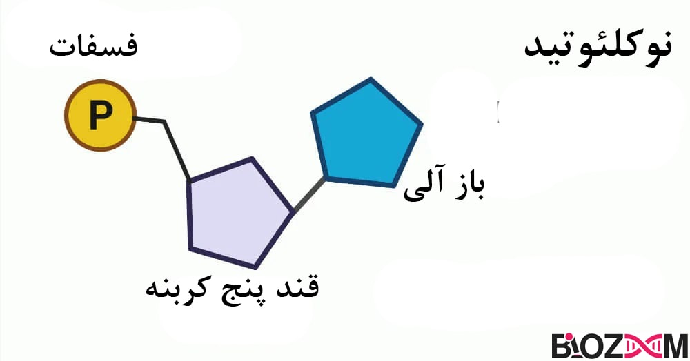 nucleotide نوکلئوتیدها واحدهای سازندهی نوکلئیک اسیدها بوده و از 3 بخش اصلیِ قند، فسفات و باز آلی نیتروژندار تشکیل شدهاند