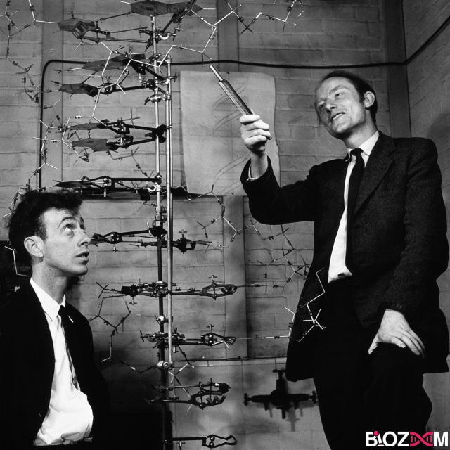 watson and crick واتسون و کریک برای اولین بار مدل مارپیچ دو رشتهای DNA را با توجه به اطلاعات قبلی، به جامعه جهانی علم پیشنهاد و ارائه دادند