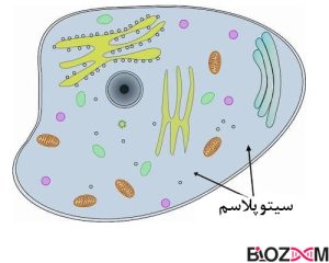 تصویر شماتیکی از سیتوپلاسم