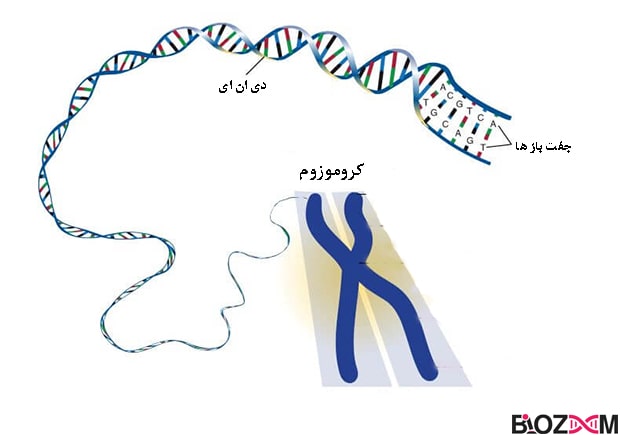 Condensation of DNA in the chromosome structure برای جا افتادن بهتر در داخل سلول، قطعات بلند DNA دو رشتهای محکم در ساختارهایی به نام کروموزوم بسته بندی میشوند.