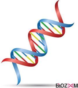 دی ان ای (DNA) چیست؟ - به زبان ساده | مجله بیوزوم