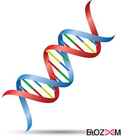 DNA double helix مارپیج دو رشته ای دی ان ای