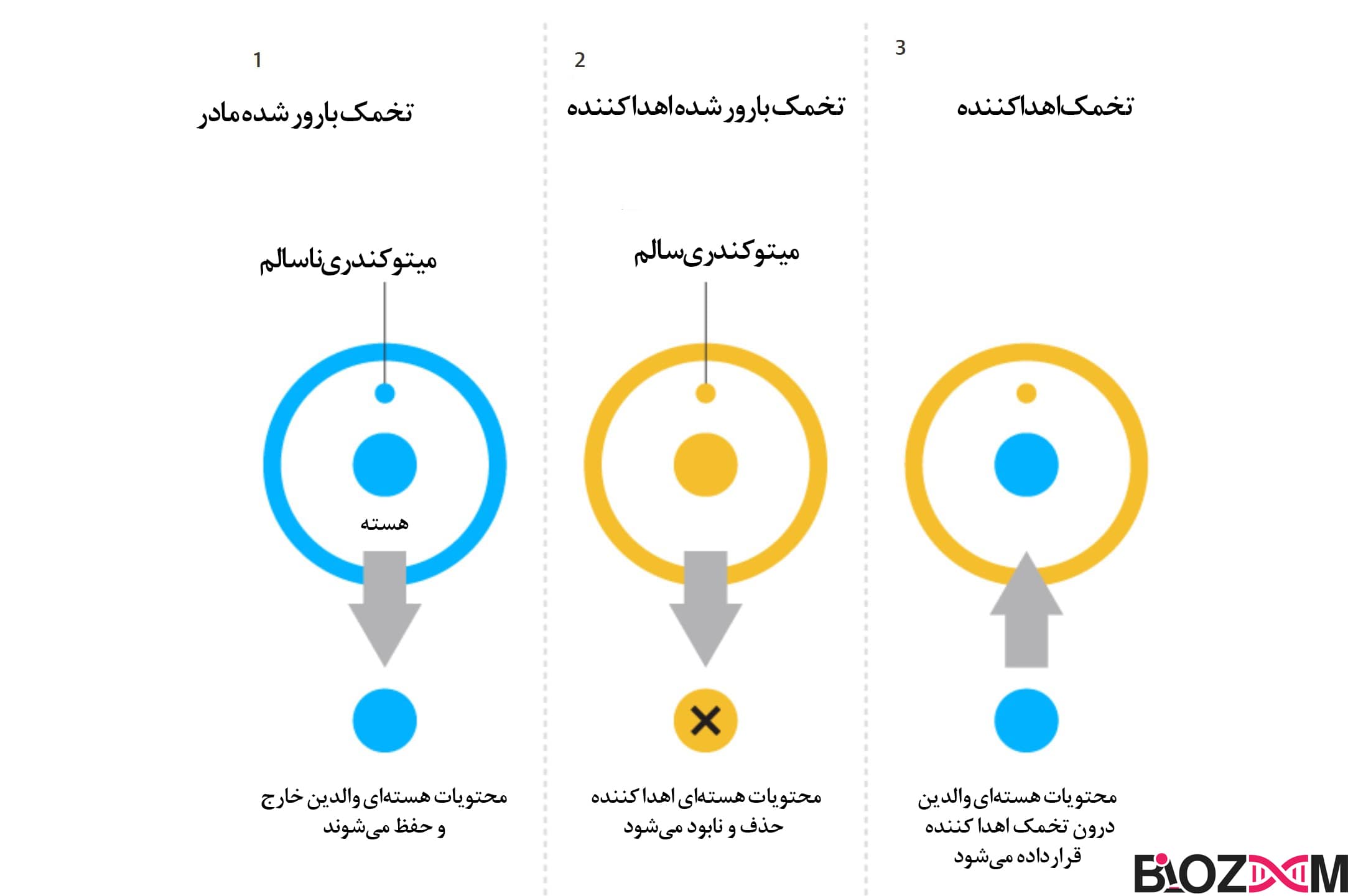 How mitochondrial donation treatment works نحوهی عملکرد درمان جایگزینی میتوکندری