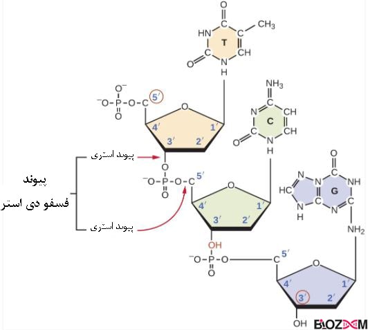 Phosphodiester bond پیوند فسفو دی استر در دی ان ای