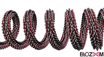 Super helix of DNA اَبَرمارپیچ DNA یوکاریوتی