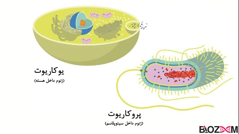 The difference in the location of DNA in eukaryotes and prokaryotes تفاوت محل قرارگیری دی ان ای در یوکاریوت ها و پروکاریوت ها