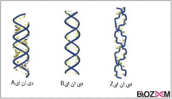 Types of DNA انواع دی ان ای