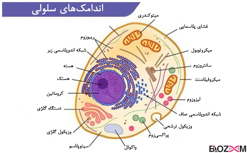 All of cell organelles تصویری از انواع اندامک های سلولی