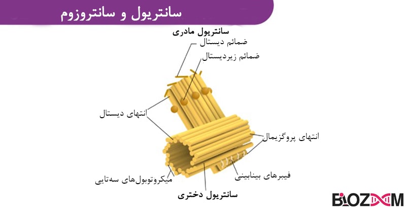 Centriole & Centrosome تصویر سانتریول و سانتروزوم
