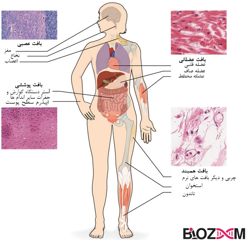 در بدن انسان 4 نوع بافت بافت پوششی، بافت همبند، بافت عضلانی و بافت عصبی