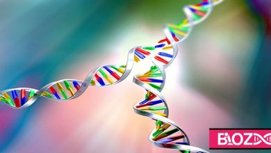 همانند سازی DNA چگونه انجام میشود؟