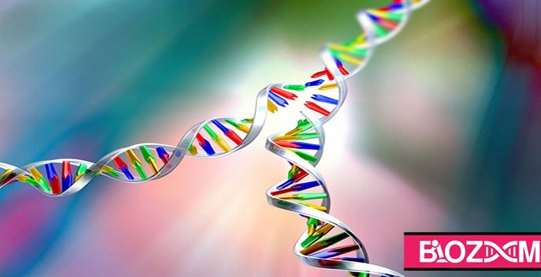 همانند سازی DNA چگونه انجام میشود؟
