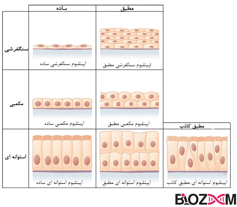 سلول های بافت پوششی: بافت پوششی ساده به صورت یک لایه سلولی سازمان‌دهی می‌شود و بافت پوششی مطبق شده توسط چندین لایه سلول تشکیل می‌شود.