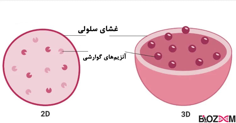 Lysosomes لیزوزوم یکی دیگر از اندامکهای سلولی است که نقش گوارش مواد غذایی وارد شده به سلول و همچنین خودکشی سلولی را بر عهده دارد