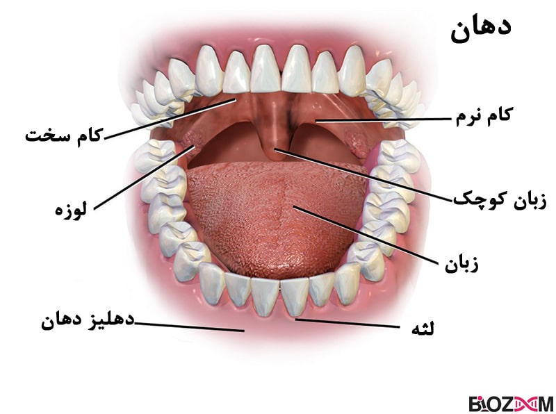 دهان دروازه ورودی دستگاه گوارش انسان است و جایی است که در آن گوارش مکانیکی آغاز می‌شود