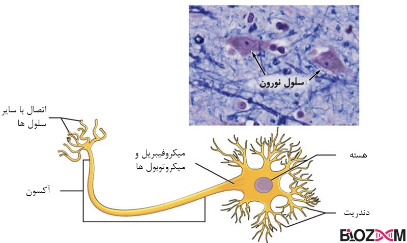 بافت عصبی و نورون