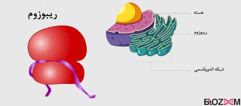 Ribosome ریبوزومها ماشین ساخت پروتئین بوده و در فرآیند ترجمهی mRNA نقش کلیدی دارند