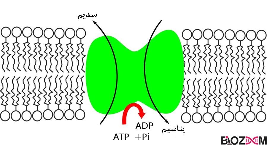 Sodium–potassium pump تصویر پمپ سدیم پتاسیم