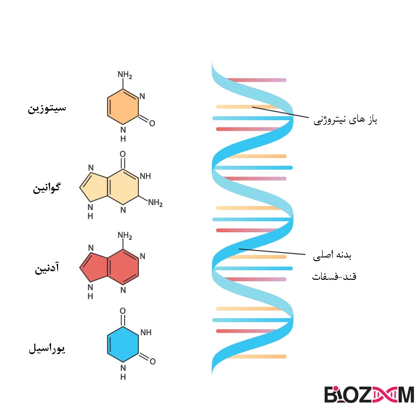 ساختار RNA و بازهای نیتروژنی آن