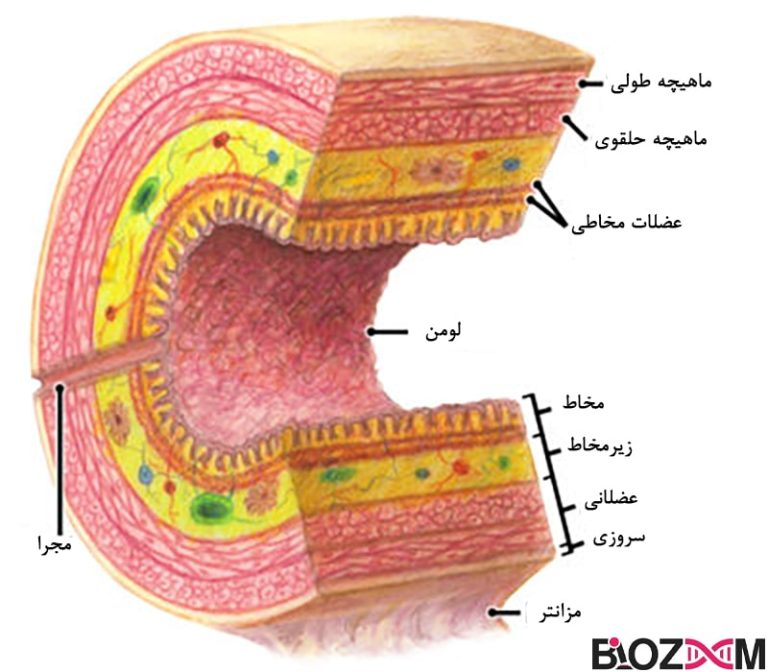 آناتومی دستگاه گوارش انسان _ به زبان ساده | مجله بیوزوم