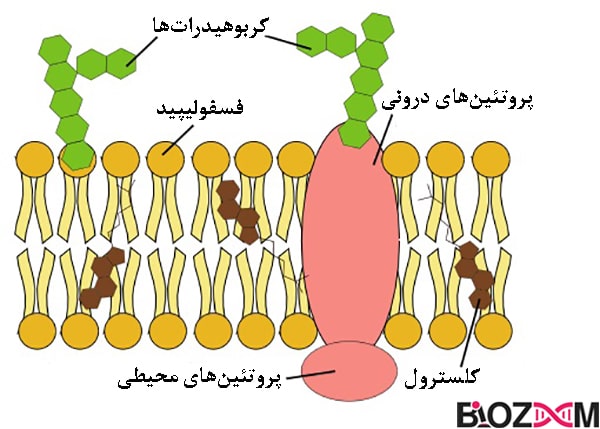 The structure and composition of the cell membrane ساختار غشا شامل فسفولیپید، کربوهیدرات، پروتئین و کلسترول است.