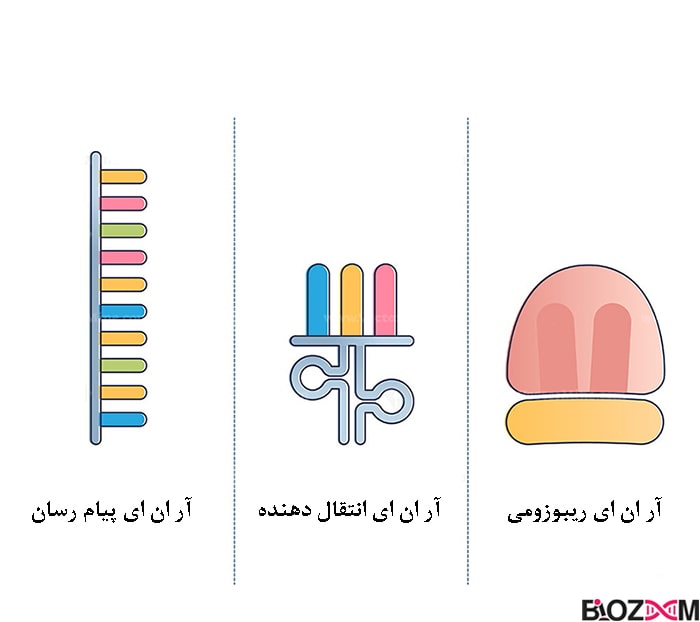 سه نوع آر ان ای موجود در سلول‌های تمام موجودات زنده