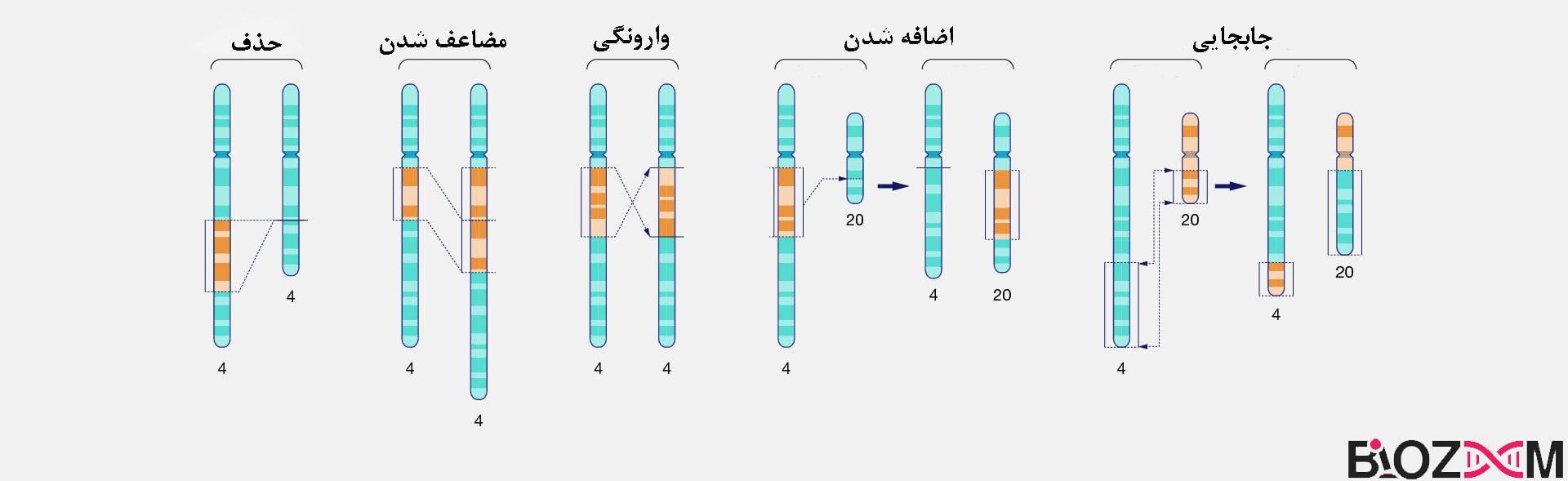 انواع جهش‌ ژنتیکی