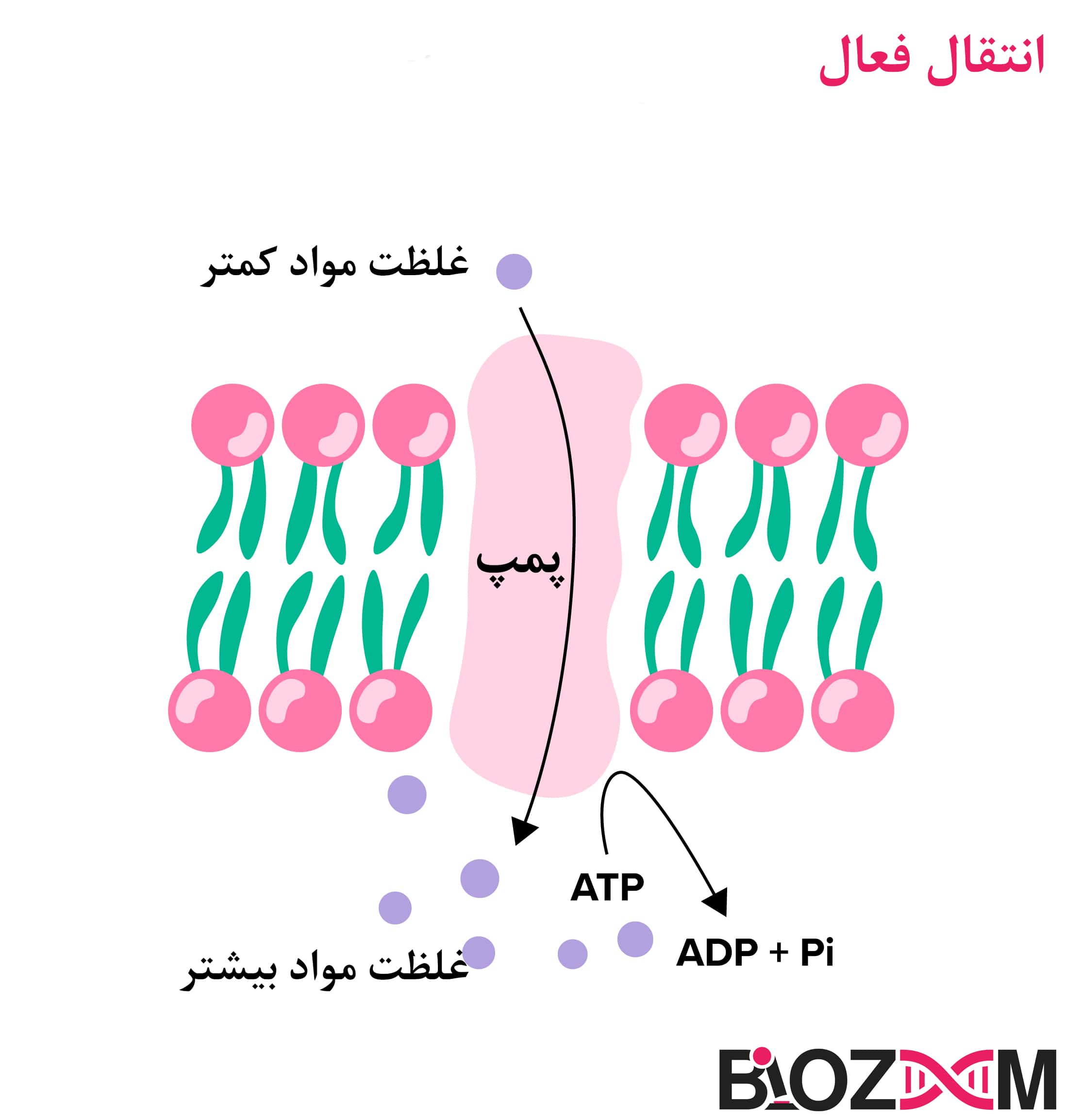 active_transport انقال فعال- انتقال ذرات در جهت خلاف شیب غلظت