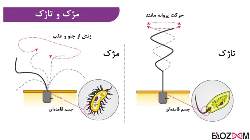 cilia and flagella تاژکها، مژکها و مژهها که برای حرکت، دفاع و شکار استفاده میشوند، همگی از دسته میکروتوبولها هستند