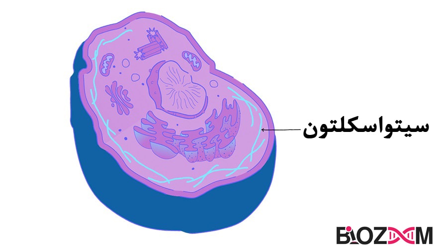 cytoskeleton به اسکلت سلولی و یا تمهیداتی که باعث حفظ شکل سلول میشود، سیتواسکلتون میگویند