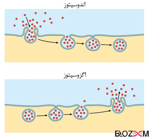 endocytosis and exocytosis انتقال نوع اندوسیتوز و اگزوسیتوز در این شکل نشان داده شده است.