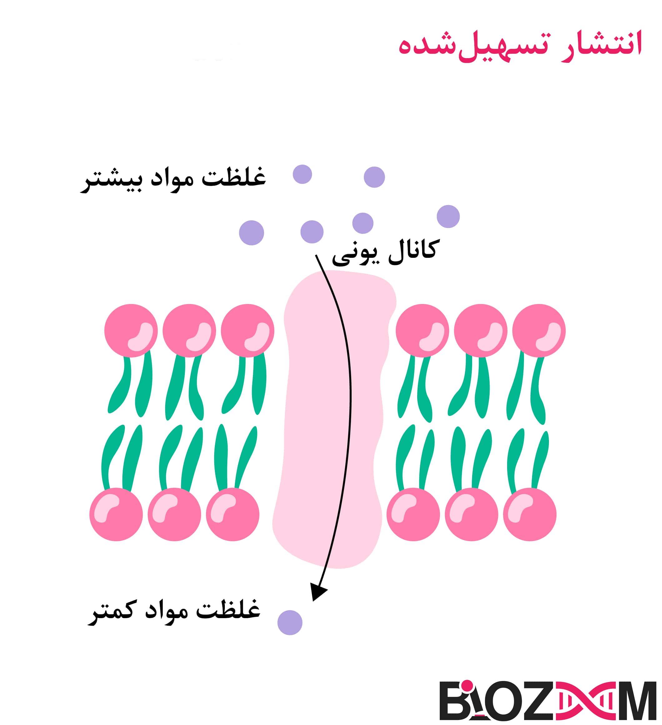 facilitated_difusion انتشار تسهیل شده- کانال یونی به انتقال نوع خاصی از مولکول در جهت شیب غلظت کمک میکند.