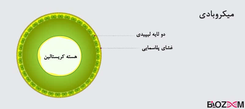 microbody تصویر ساختار میکروبادی