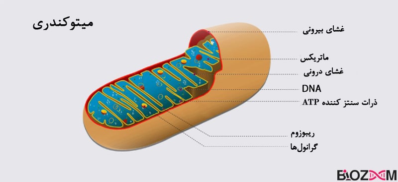 mitochondria میتوکندری یکی از اندامکهای سلولی بیگانه بوده و از نوادگان پروکاریوتهای باستانی محسوب میشود