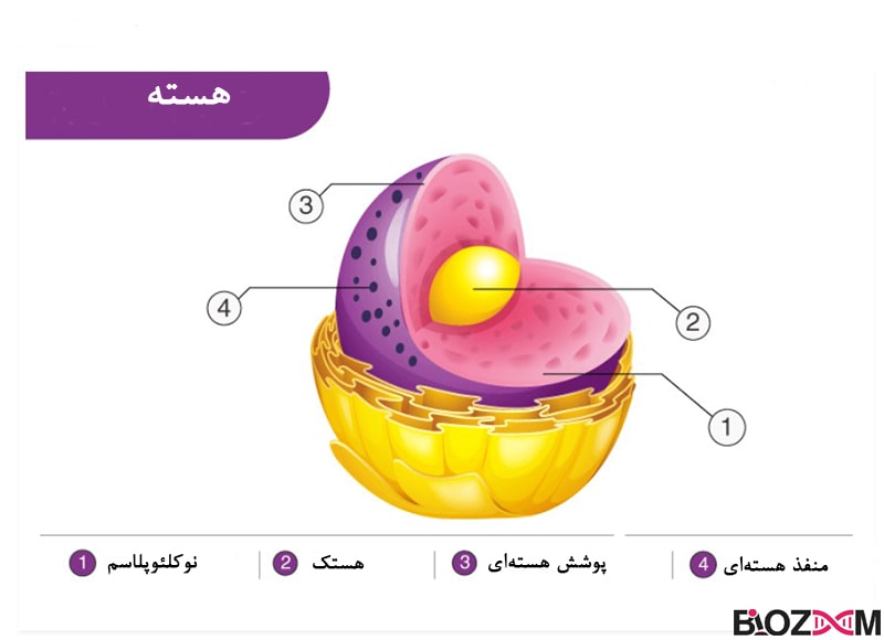 nucleus تصویر هسته سلول