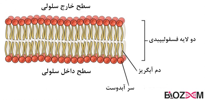 phospholipid structure ساختار مولکول فسفولیپید در غشای سلول