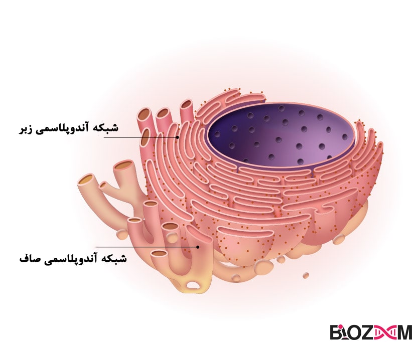 rough and smooth endoplasmic reticulum شبکه آندوپلاسمی، یکی از اندامکهای سلولی بوده و نقش بسیار مهمی در فیزیولوژی سلول دارد