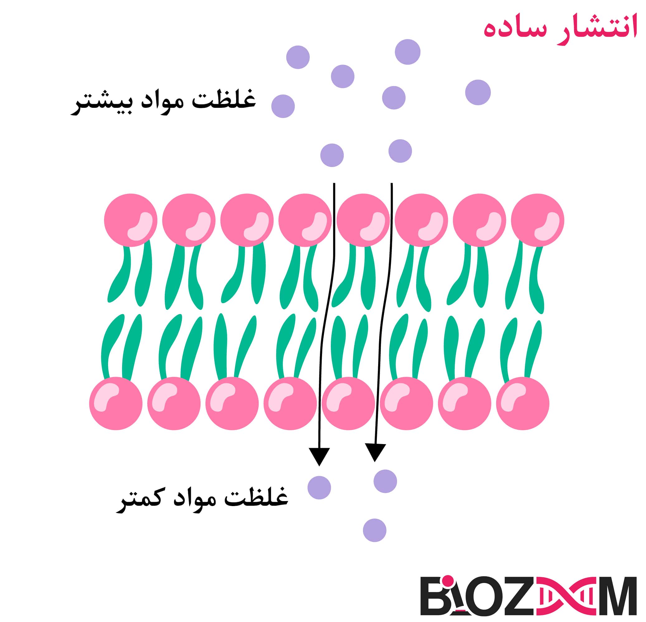 simple_difusion نمای کلی انتشار ساده- ذرات از محیط با غلظت بیشتر به محیط با غلظت کمتر میروند.
