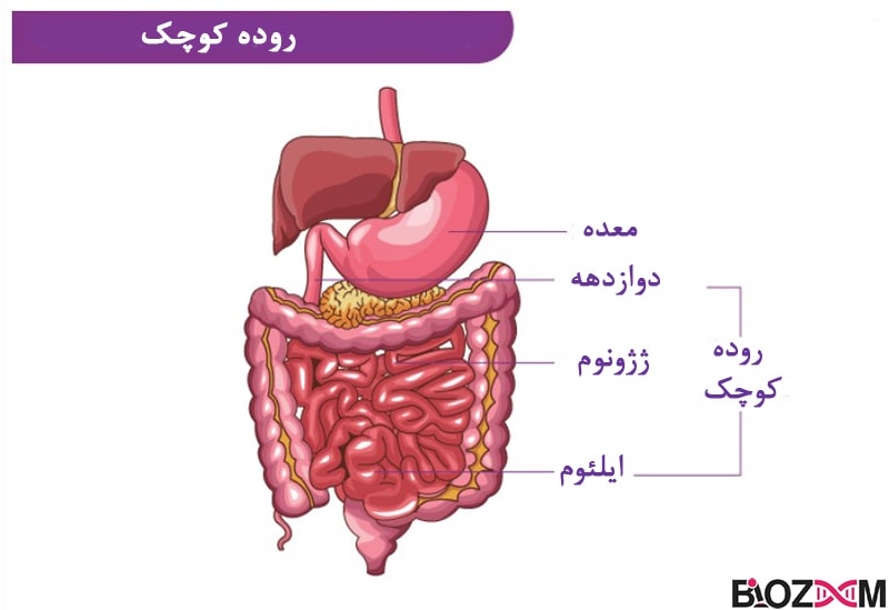 اثنی‌عشر، ژژنوم و ایلئوم سه بخش اصلی روده کوچک در سیستم گوارش انسان هستند