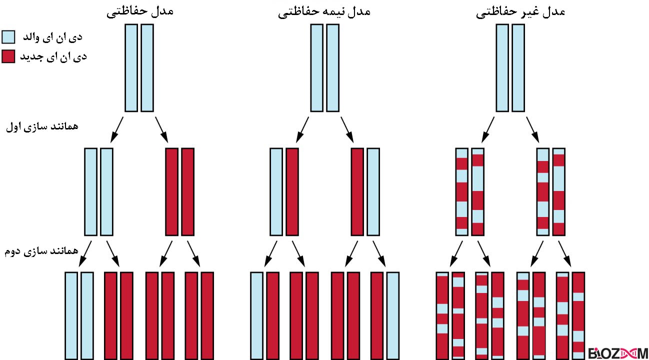 انواع مدل‌های همانندسازی DNA شامل مدل‌های حفاظتی، نیمه حفاظتی و غیر حفاظتی است.