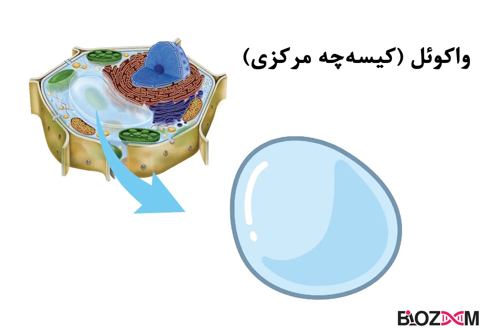 vacuole تصویر ساختار واکوئل
