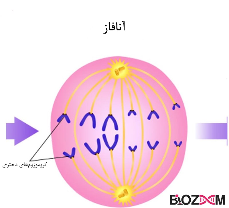 Anaphase تصویر مرحله 3 تقسیم سلولی میتوز: آنافاز