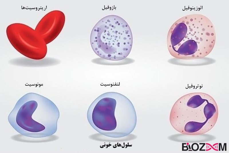 Blood cells تصویر سلول های خونی