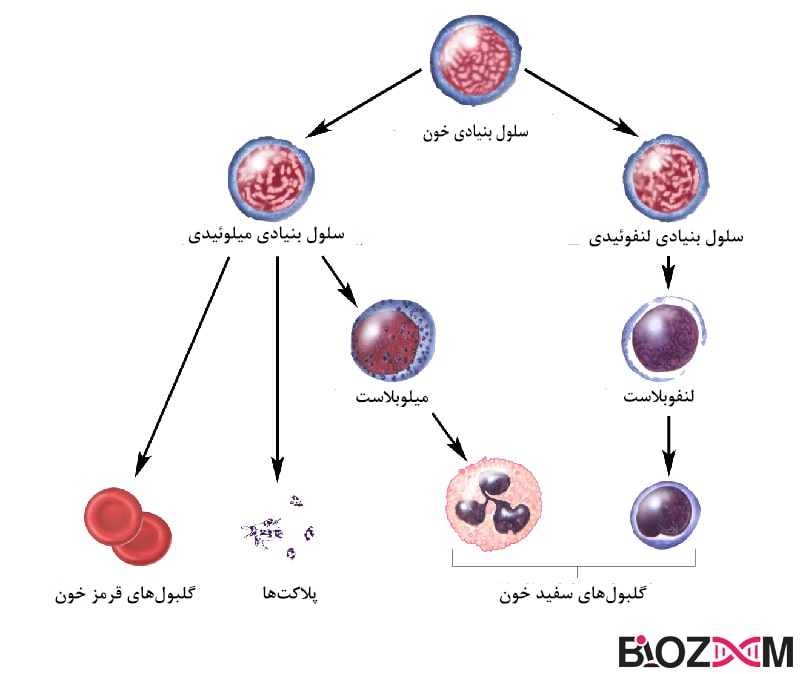 Blood stem cells سلولهای بنیادی خون (HSCs)
