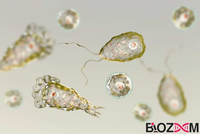 Brain eating amoeba نگلریا فاولری (آمیب مغزخوار)